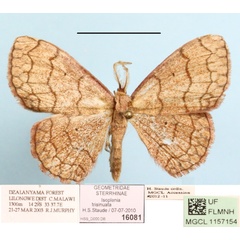/filer/webapps/moths/media/images/T/trisinuata_Isoplenia_A_MGCLa_02.jpg