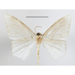 /filer/webapps/moths/media/images/C/costinigrata_Acropteris_A_MGCLb_01.JPG