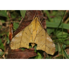 /filer/webapps/moths/media/images/C/constrigilis_Platysphinx_A_Jorpeland.jpg