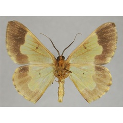 /filer/webapps/moths/media/images/A/aurolineata_Zamarada_AM_ZSMb.jpg