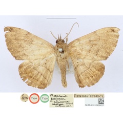 /filer/webapps/moths/media/images/A/africana_Mecodina_HT_BMNH_HtheY4d.jpg