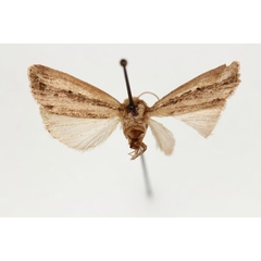 /filer/webapps/moths/media/images/E/elisa_Aletia_HT_RMCA_02.jpg