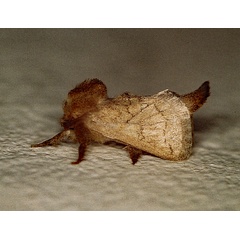 /filer/webapps/moths/media/images/K/kobesi_Metarbela_A_Roland_01.jpg