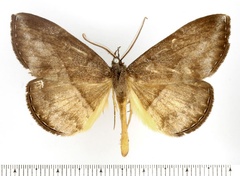 /filer/webapps/moths/media/images/E/endoxantha_Aburina_AM_BMNH.jpg