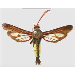 /filer/webapps/moths/media/images/C/callipleura_Euhagena_HT_NHMUKa.jpg