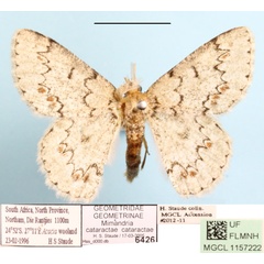 /filer/webapps/moths/media/images/C/cataractae_Mimandria_A_MGCLa_01.jpg