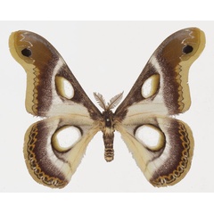 /filer/webapps/moths/media/images/B/bauhiniae_Epiphora_AM_Basquina.jpg