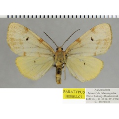 /filer/webapps/moths/media/images/C/camerunensis_Geodena_PTF_ZSM.jpg