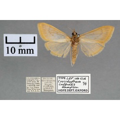 /filer/webapps/moths/media/images/C/caffralis_Crocidophora_PTF_OUMNH_01.jpg