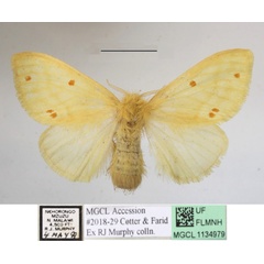 /filer/webapps/moths/media/images/M/monoides_Euproctis_AF_MGCLa_02.JPG