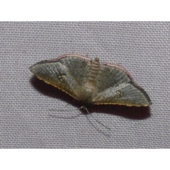 /filer/webapps/moths/media/images/M/myrsusalis_Banisia_A_Goff.jpg