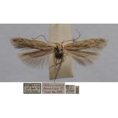 /filer/webapps/moths/media/images/F/fanatica_Phthorimaea_MHT_TMSA.jpg