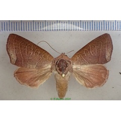 /filer/webapps/moths/media/images/R/remyi_Diadocis_AF_Bippus.jpg