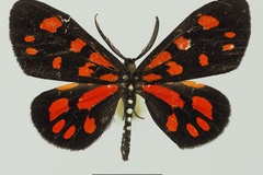 Terina sanguinarea