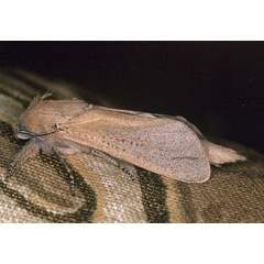 /filer/webapps/moths/media/images/I/irrorata_Phragmataecia_A_Roland_01_Dmb1r6H.jpg