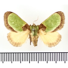 /filer/webapps/moths/media/images/V/vivida_Latoia_AF_BMNH.jpg