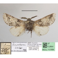 /filer/webapps/moths/media/images/H/hierax_Pararethona_A_MGCLa_02.JPG