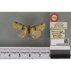 /filer/webapps/moths/media/images/Z/zonobathra_Dasychira_HT_BMNHa.jpg