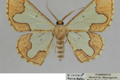 Zamarada ioura