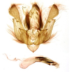 /filer/webapps/moths/media/images/M/musakensis_Leucania_GMHT_MNHN_1005.jpg
