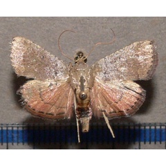 /filer/webapps/moths/media/images/C/camptoceralis_Cassouodes_A_Goffa_01.JPG