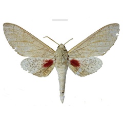 /filer/webapps/moths/media/images/I/iringaensis_Neoclanis_HT_EMEMa.jpg