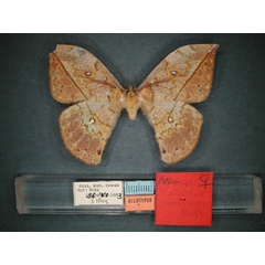 /filer/webapps/moths/media/images/V/vandenberghei_Pselaphelia_AT_RMCA_01.jpg