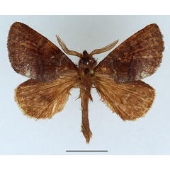 /filer/webapps/moths/media/images/G/gueneana_Lamprantaugia_AM_Basquin_01.jpg