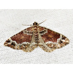 /filer/webapps/moths/media/images/E/exorista_Xanthorhoe_A_Braun.jpg