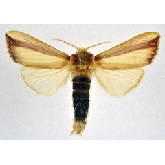 /filer/webapps/moths/media/images/O/orientalis_Rigema_AM_NHMO.jpg