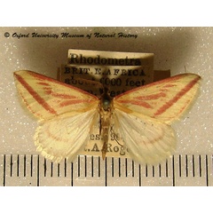 /filer/webapps/moths/media/images/P/plectaria_Rhodometra_A_OUMNH_02.jpg