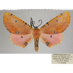 /filer/webapps/moths/media/images/F/formosus_Rhodophthitus_AF_ZSM.jpg