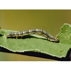 /filer/webapps/moths/media/images/C/conifrons_Emmelia_C_Roland_01.jpg