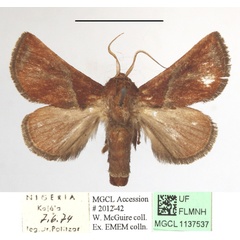 /filer/webapps/moths/media/images/P/plebeja_Apluda_A_MGCLa_03.JPG