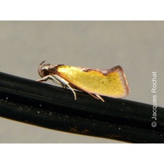 /filer/webapps/moths/media/images/T/tryphoxantha_Orygocera_A_Rochat.jpg