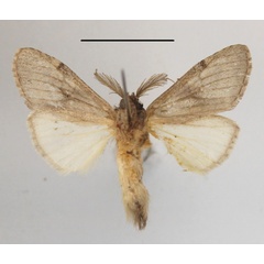 /filer/webapps/moths/media/images/V/viridescens_Pararhenea_A_MGCLb_01.JPG