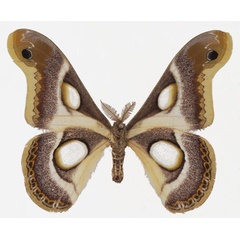 /filer/webapps/moths/media/images/B/bauhiniae_Epiphora_AM_Basquinb.jpg