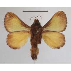 /filer/webapps/moths/media/images/T/trapezoidea_Parasa_A_MGCLb_01.JPG