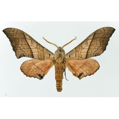 /filer/webapps/moths/media/images/F/fulgurans_Rufoclanis_AM_Basquin.jpg