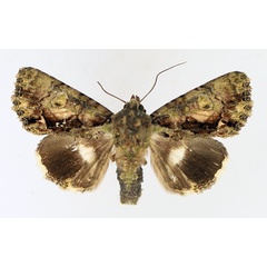 /filer/webapps/moths/media/images/V/virescens_Aedia_AM_TMSA_02.jpg