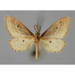 /filer/webapps/moths/media/images/B/brevissimipes_Idaea_PT_ZSM_02.jpg