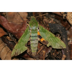 /filer/webapps/moths/media/images/M/megaera_Euchloron_A_Jorpeland.jpg