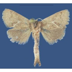 /filer/webapps/moths/media/images/K/kismayuensis_Kayamuhakaia_HT_ZSM.jpg