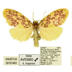 /filer/webapps/moths/media/images/C/camerunensis_Palaeugoa_AM_ANHRT_01.jpg