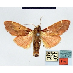 /filer/webapps/moths/media/images/A/acutipennis_Aiteta_HT_ZMHB.jpg