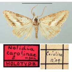 /filer/webapps/moths/media/images/C/carolinae_Nolidia_HT_TMSA.jpg