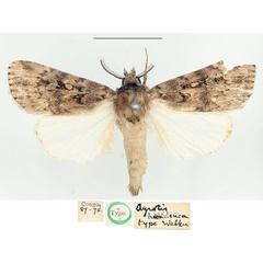/filer/webapps/moths/media/images/H/hemileuca_Agrotis_HT_BMNH.jpg