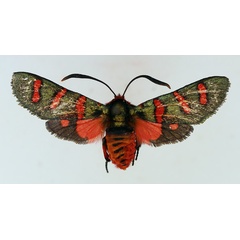 /filer/webapps/moths/media/images/E/erythropyga_Arniocera_AF_TMSA_02.jpg