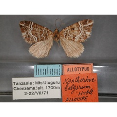 /filer/webapps/moths/media/images/B/belgarum_Xanthorhoe_AT_RMCA_01.jpg