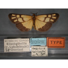 /filer/webapps/moths/media/images/C/caloxantha_Anaphosia_HT_RMCA_01.jpg